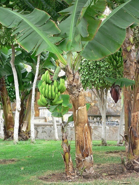 perennial no yes live plant exot.jpg
