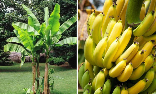 online plant bazar yellow g 9 ba.jpg