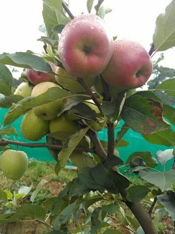 yes perennial yes hrmn99 apple p.jpg