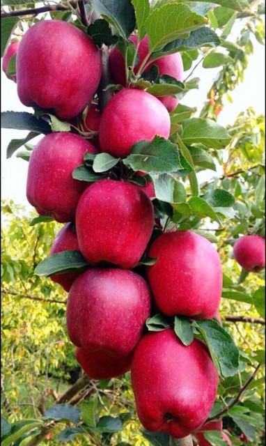 vamsha grafted kashmiri apple pl.jpg