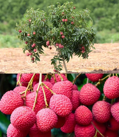 no perennial yes lychee plant tr.jpg
