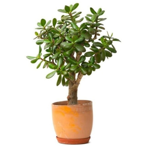 online plant bazar green crassul.jpg