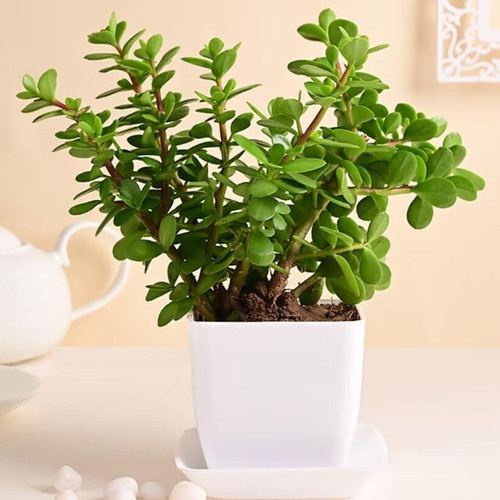 floweraura air purifying live in.jpg