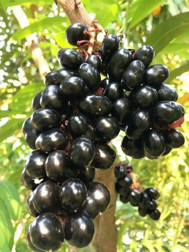 online plant bazar black jamun j.jpg