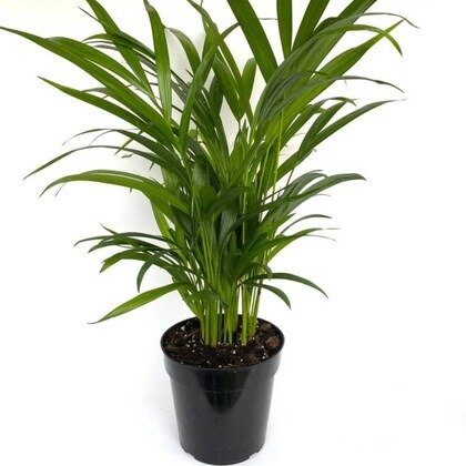cloud farm live rare areca palm.jpg