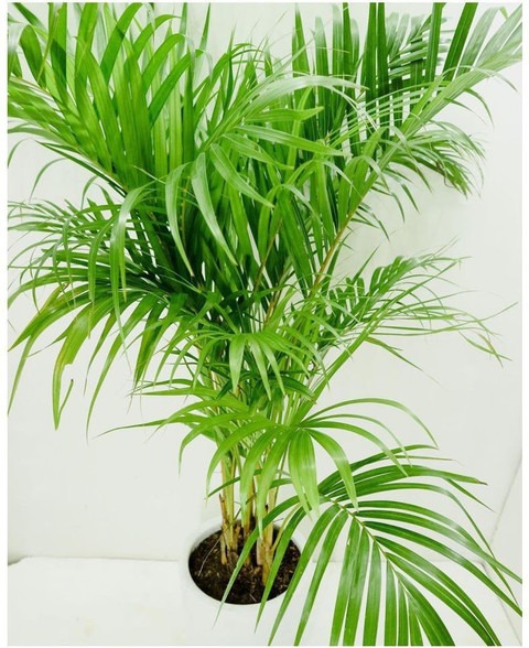 no perennial no live areca palm.jpg