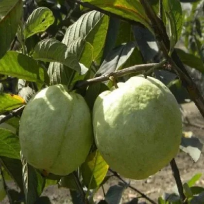 online plant bazar green thai al.jpg