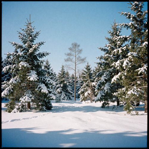 freepik 35mm film photography snowcovered meadow with pine 52512.png