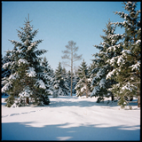 freepik 35mm film photography snowcovered meadow with pine 52512