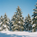 freepik 35mm film photography wide snowy meadow pines heav 52508