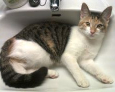 ScreenHunter 104 minimeret.jpg