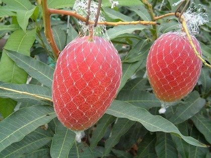 online plant bazar japanes miyaz.jpg