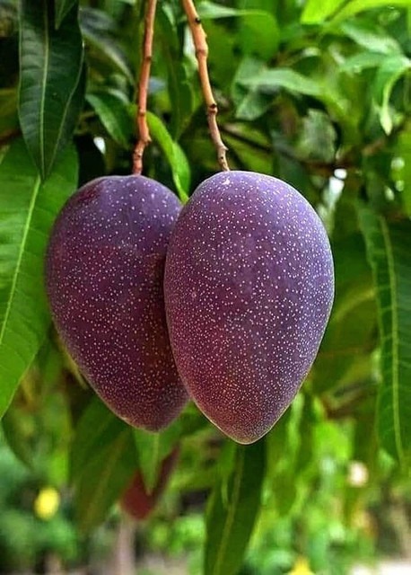 no annual no bdgete42467yts medi (1).jpg