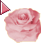 PINKROSE.png