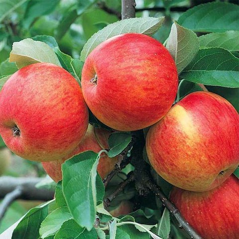 no perennial no apple tree graft.jpg