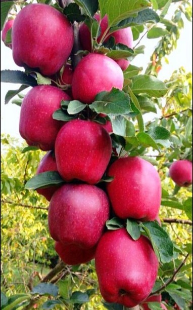 vamsha grafted kashmiri apple pl.jpg