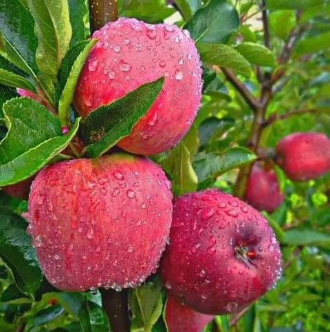 no perennial yes sweet apple pla.jpg