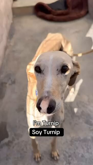 Lgg6Z4cU Y7Laglv.jpg