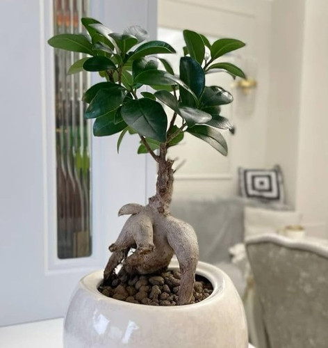 51VBj5XRQZL. AC UF1000,1000 QL80.jpg