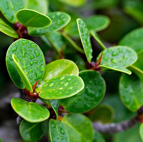 bonsai 8546581 1920.jpg