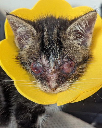 G LfHaBW4AA oRI?format=jpg.jpg