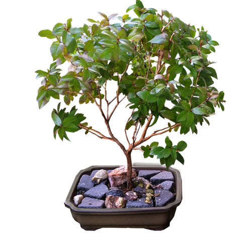 bonsai 2774172 1920.png