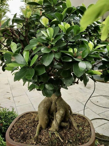 711Zy8GW3WL. AC UF1000,1000 QL80.jpg