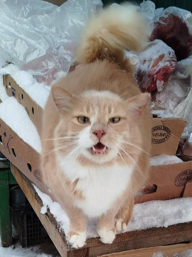 G N2ONkWwAAbscR?format=jpg.jpg