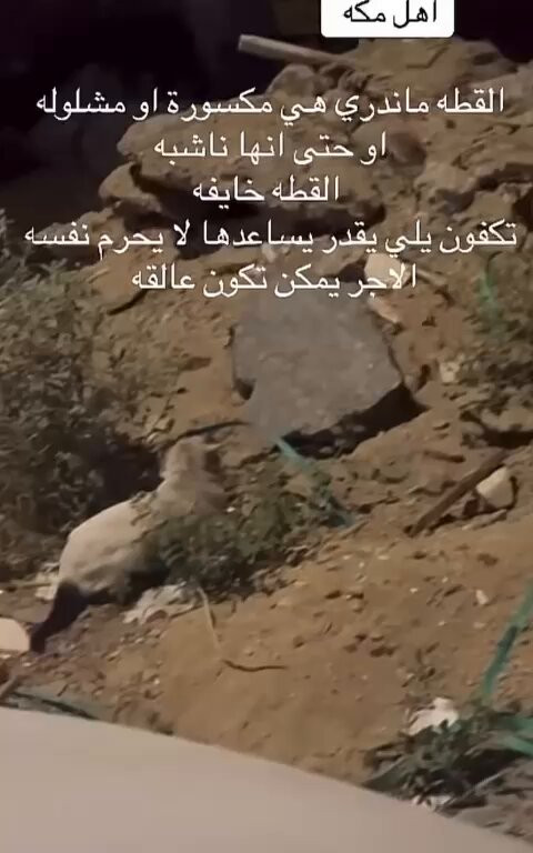 LG5mS23aaw1C4b3G.jpg