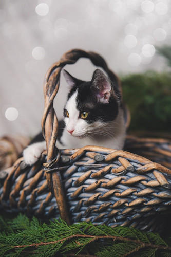 cat 1767996772 10020537.jpg