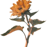 IMG 3434.png