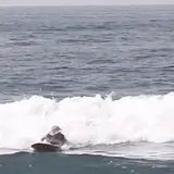 cp23surf263.webp