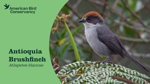 lGWrobJ17oGOG CL.jpg