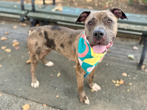 G BNG HbcAID Nt?format=jpg.jpg