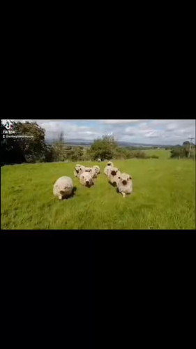 V61jhwCBbFpj zO7.jpg