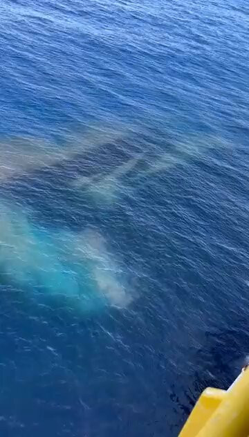 H4u TBoHqotQQUTl.jpg