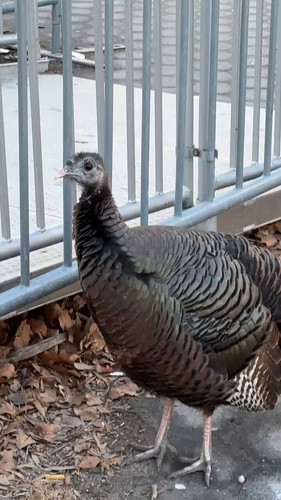 BG5Qe2rI87T shJp.jpg