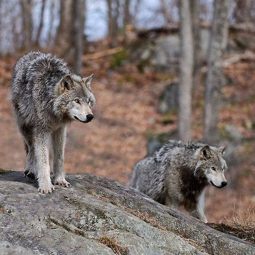 G FtkM1W0AEsAtT?format=jpg.jpg