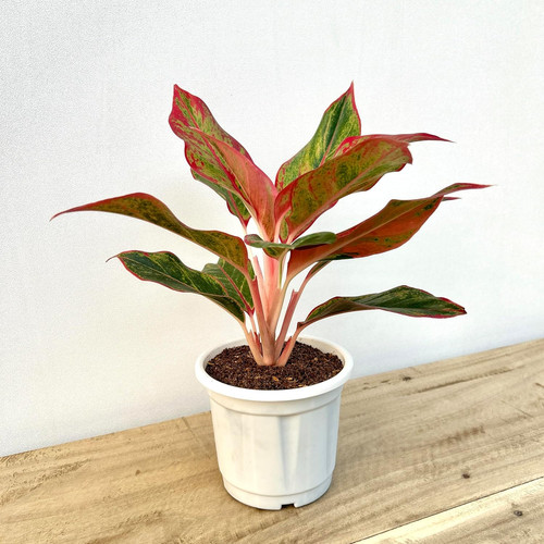 91GU4mcoj2L. SL1500 .jpg