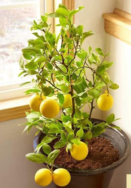 grafted hybrid lemon lime nimbu.jpg