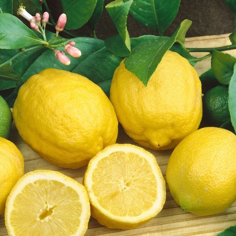 no perennial yes lemon plant 04.jpg