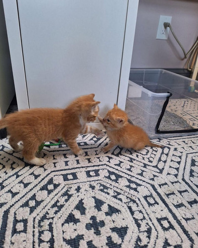 G LYesoXQAAqiLW?format=jpg.jpg