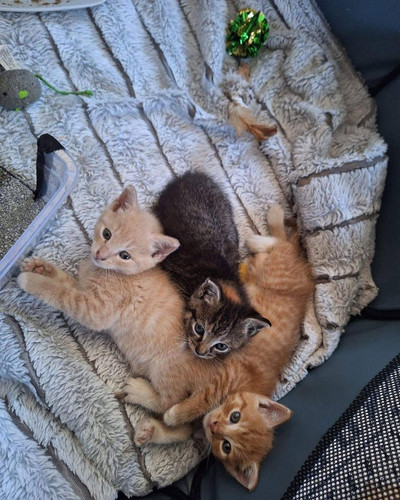 G LYectXQAALOO7?format=jpg.jpg