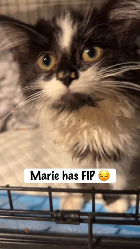 Sszp 6NDuWFjPf1d.jpg