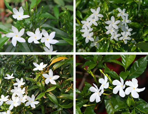 71nuNt1Z3pL. SL1116 .jpg