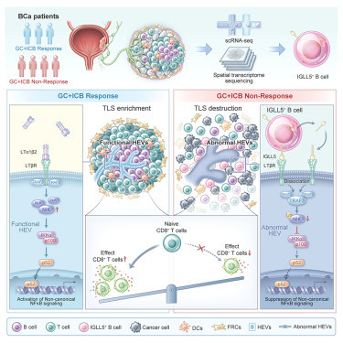 G LtTUfbIAArLNQ?format=jpg.jpg
