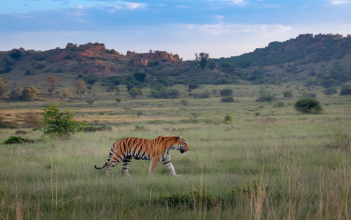 why bandhavgarh national park banner img.jpg