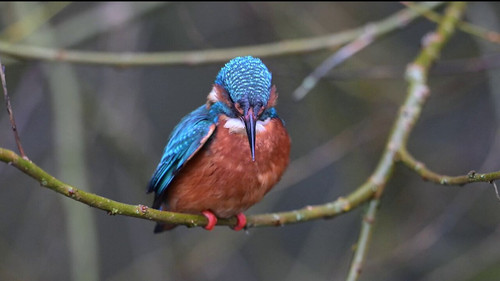 YvYdx nZedtX8KOY.jpg