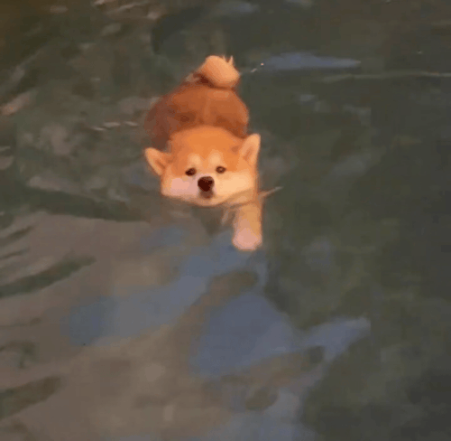 1000008528.gif