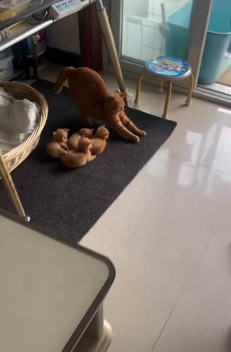 tnjC3M7tMVs73R L.jpg